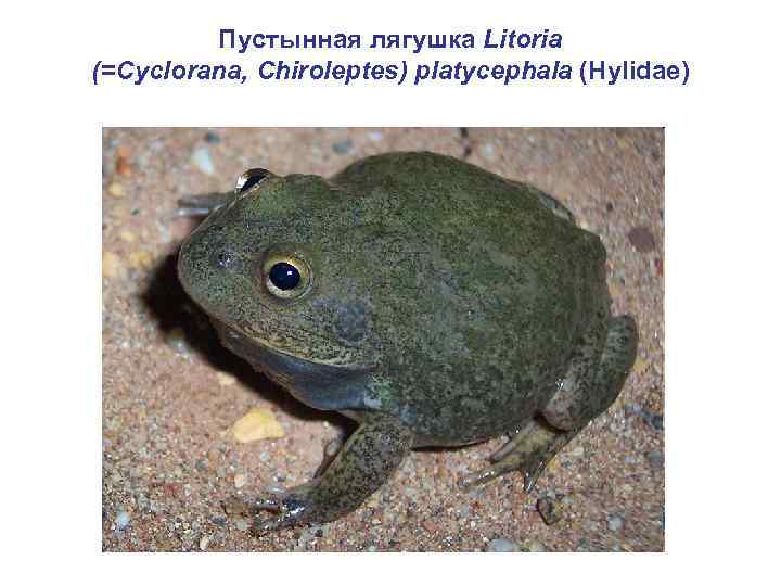 Пустынная лягушка Litoria (=Cyclorana, Chiroleptes) platycephala (Hylidae) 