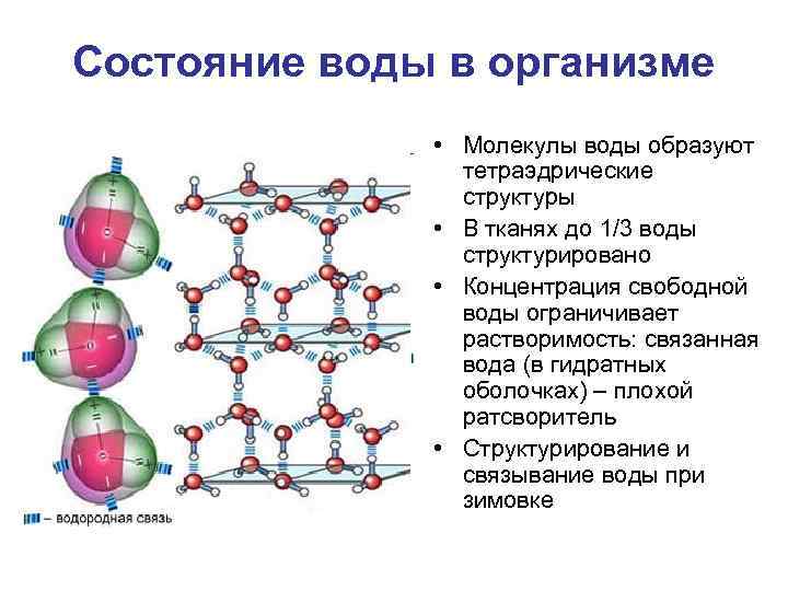 Физическая связанная вода. Структура молекулы воды. Вода структура организма.