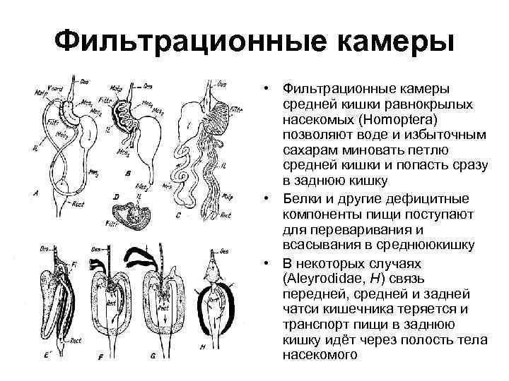 Фильтрационные камеры • Фильтрационные камеры средней кишки равнокрылых насекомых (Homoptera) позволяют воде и избыточным
