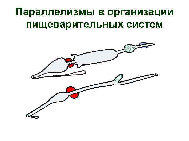 Параллелизмы в организации пищеварительных систем 