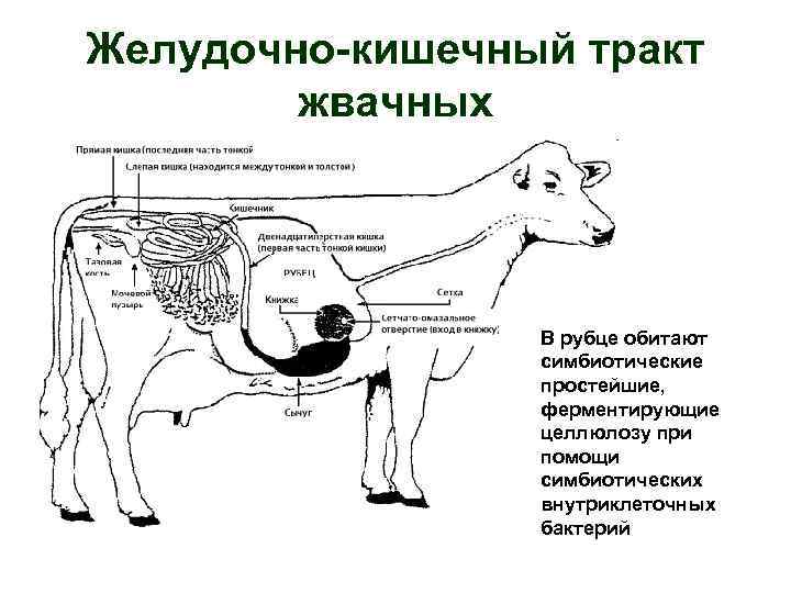 Кишечник жвачных. ЖКТ коровы схема. Строение желудка жвачных животных. Схема пищеварительной системы жвачных животных. Пищеварение в рубце жвачных животных.