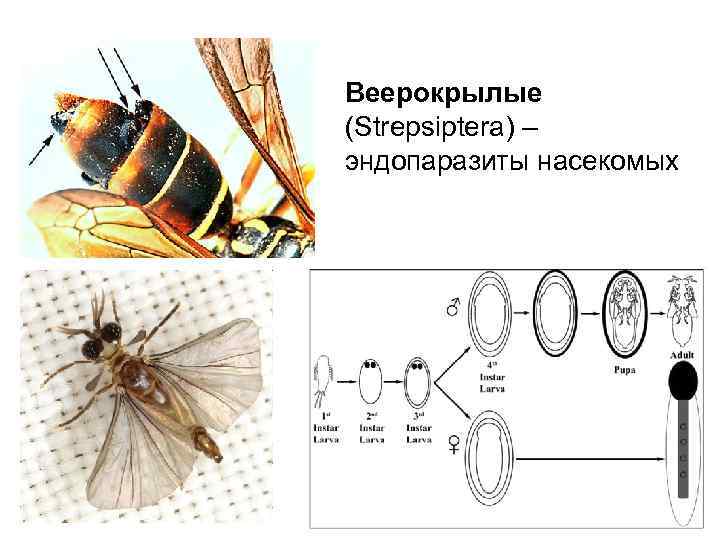 Эндопаразиты