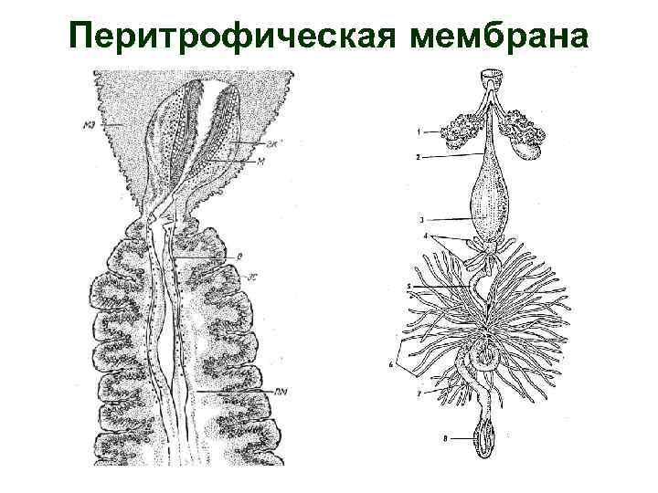 Перитрофическая мембрана 