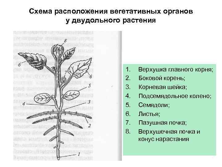 Вегетативные органы лист побег
