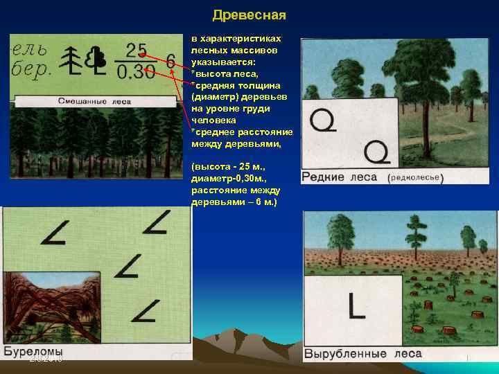 Древесная в характеристиках лесных массивов указывается: *высота леса, *средняя толщина (диаметр) деревьев на уровне