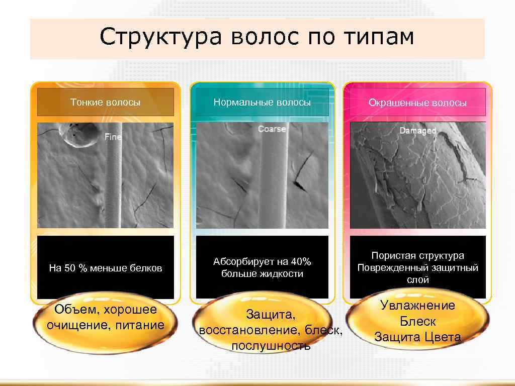 Структура волос по типам Тонкие волосы Нормальные волосы Окрашенные волосы На 50 % меньше