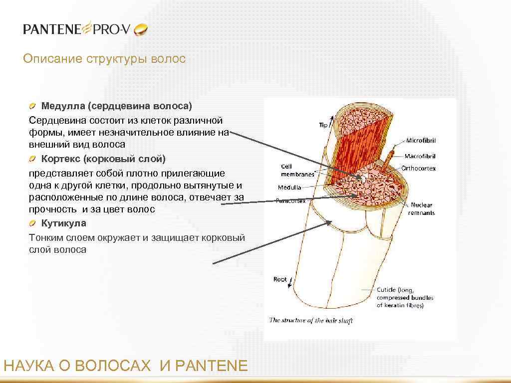 Описание структуры волос Медулла (сердцевина волоса) Сердцевина состоит из клеток различной формы, имеет незначительное