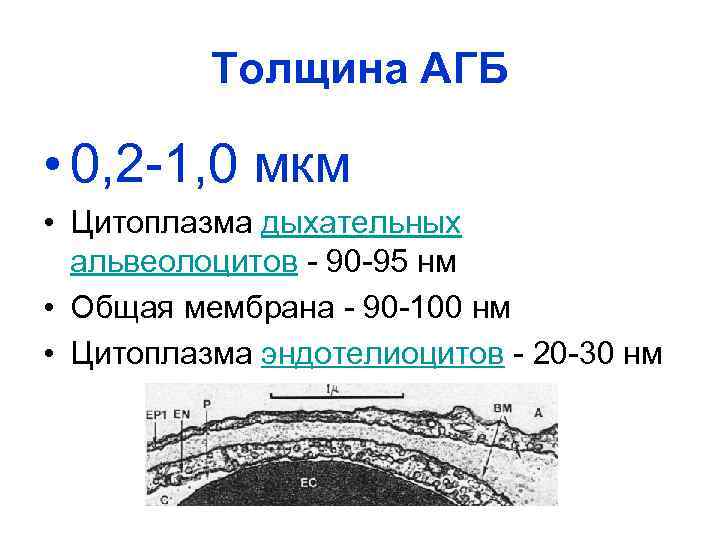 Толщина АГБ • 0, 2 1, 0 мкм • Цитоплазма дыхательных альвеолоцитов 90 95