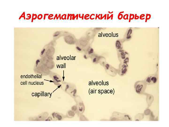 Аэрогематический барьер 