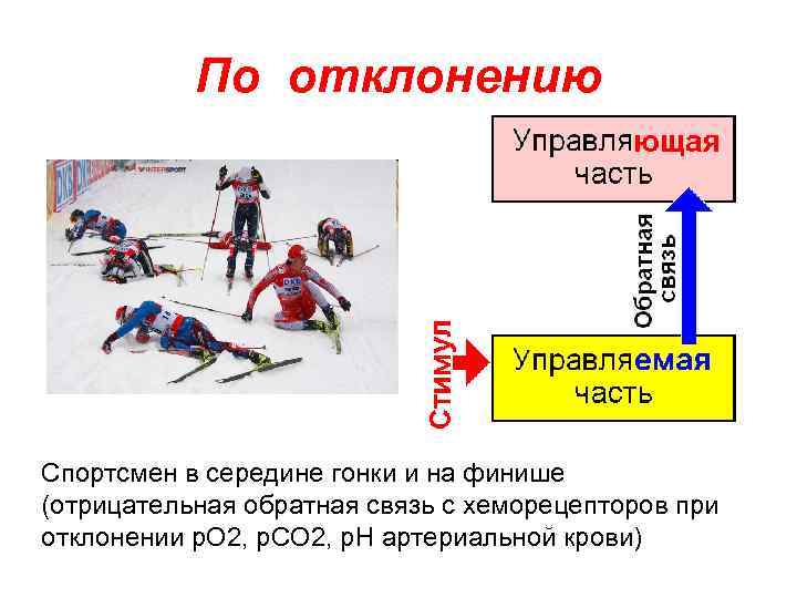 По отклонению Спортсмен в середине гонки и на финише (отрицательная обратная связь с хеморецепторов