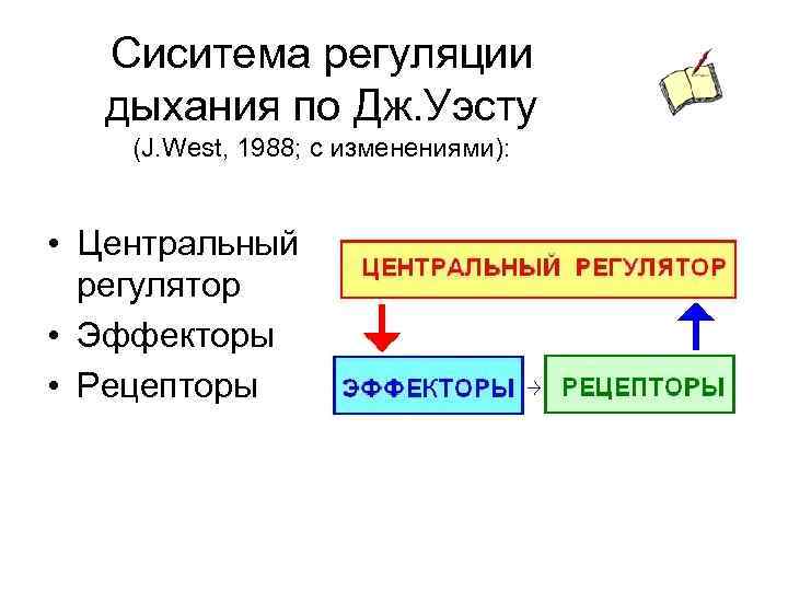 Сиситема регуляции дыхания по Дж. Уэсту (J. West, 1988; с изменениями): • Центральный регулятор