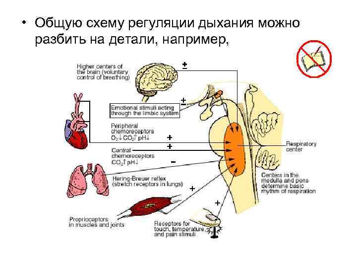  • Общую схему регуляции дыхания можно разбить на детали, например, 