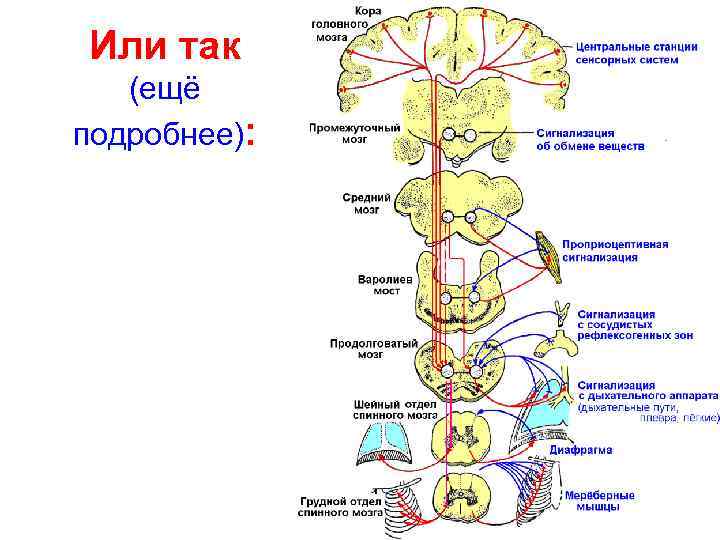 Или так (ещё подробнее): 