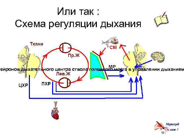 Или так : Схема регуляции дыхания нейронов дыхательного центра ствола головного мозга в управлении