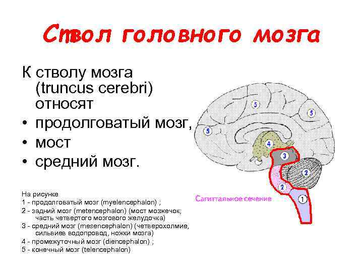 Ствол головного мозга К стволу мозга (truncus cerebri) относят • продолговатый мозг, • мост