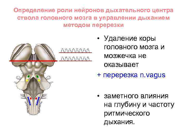Определение роли нейронов дыхательного центра ствола головного мозга в управлении дыханием методом перерезки •