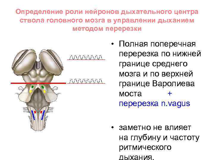 Определение роли нейронов дыхательного центра ствола головного мозга в управлении дыханием методом перерезки •