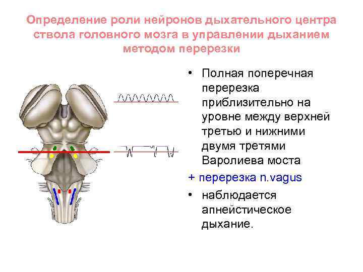 Определение роли нейронов дыхательного центра ствола головного мозга в управлении дыханием методом перерезки •