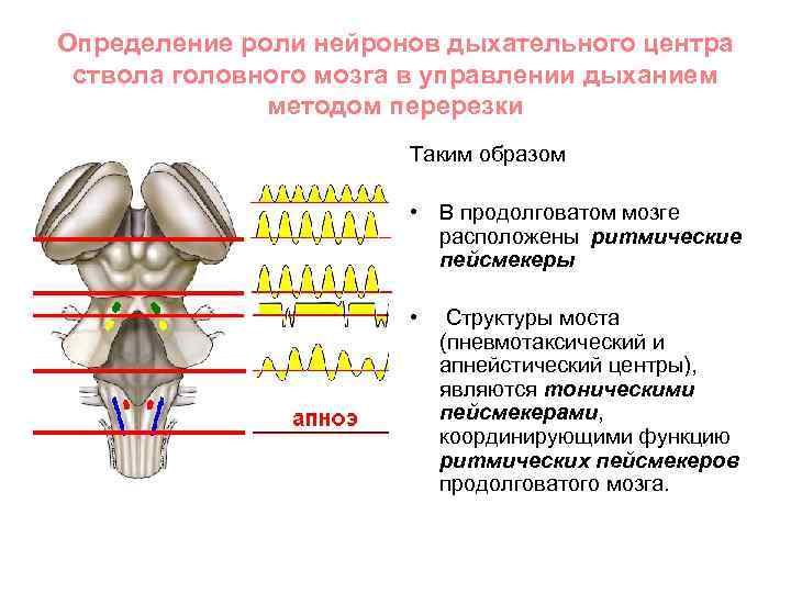 Дыхательный центр продолговатого мозга. Дыхательные центры ствола головного мозга. Дыхательные Нейроны продолговатого мозга. Респираторные Нейроны в стволе мозга. Перерезка продолговатого мозга дыхание.