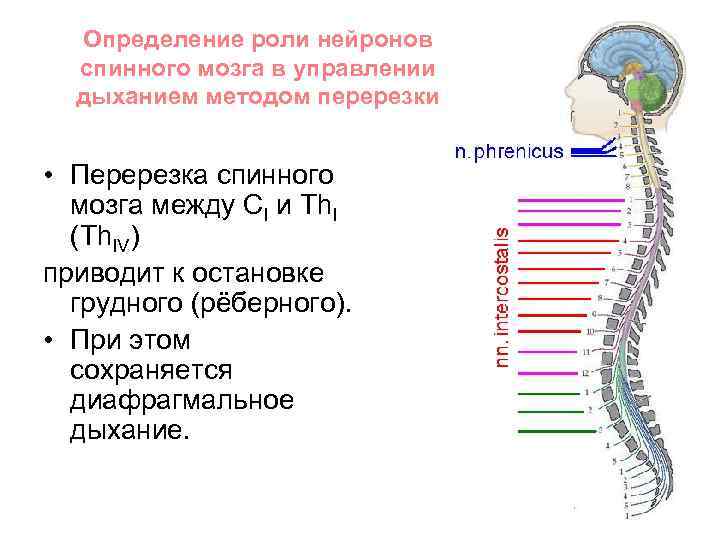 Перерезки спинного мозга. Сегментарный аппарат спинного мозга. Перерезка 1 Корешков спинного мозга. Связь спинного мозга с головным. Классификация нейронов спинного мозга.