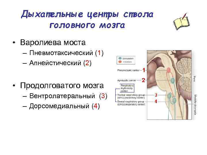 Центр дыхания в мозге. Дыхательные центры ствола головного мозга. Ядра дыхательного центра продолговатого мозга. Структура дыхательного центра продолговатого мозга. Локализация респираторных нейронов в стволе мозга.