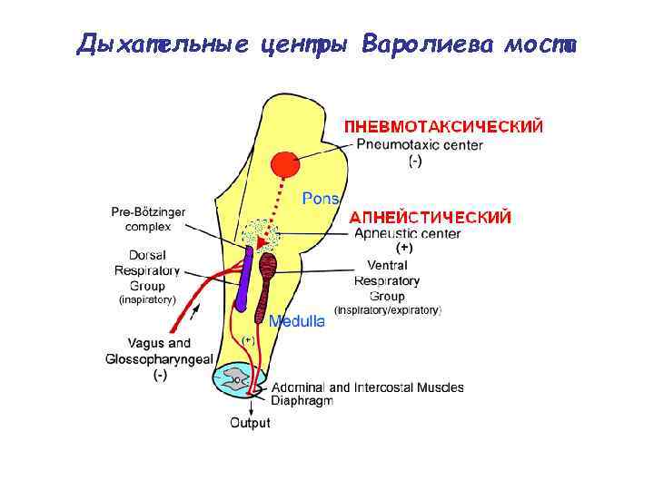Дыхательные центры Варолиева моста 