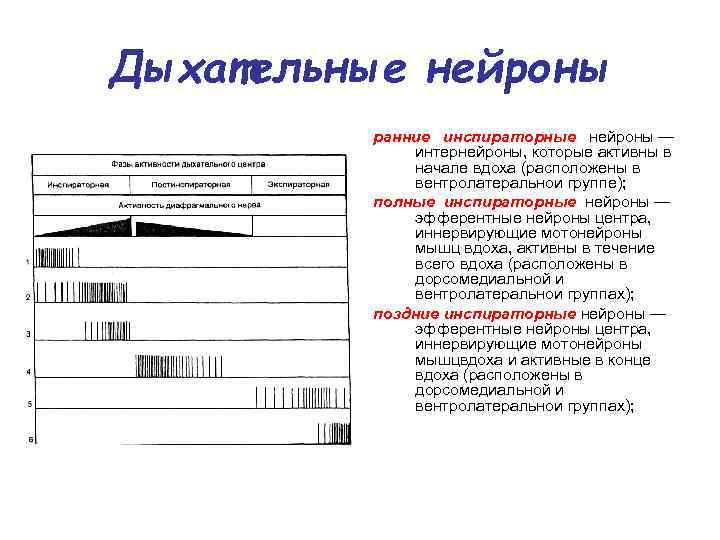Дыхательные нейроны ранние инспираторные нейроны — интернейроны, которые активны в начале вдоха (расположены в