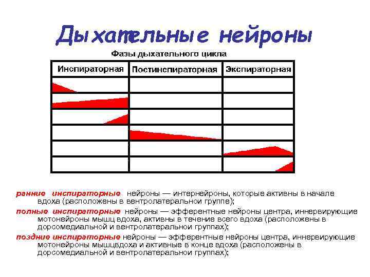Дыхательные нейроны ранние инспираторные нейроны — интернейроны, которые активны в начале вдоха (расположены в