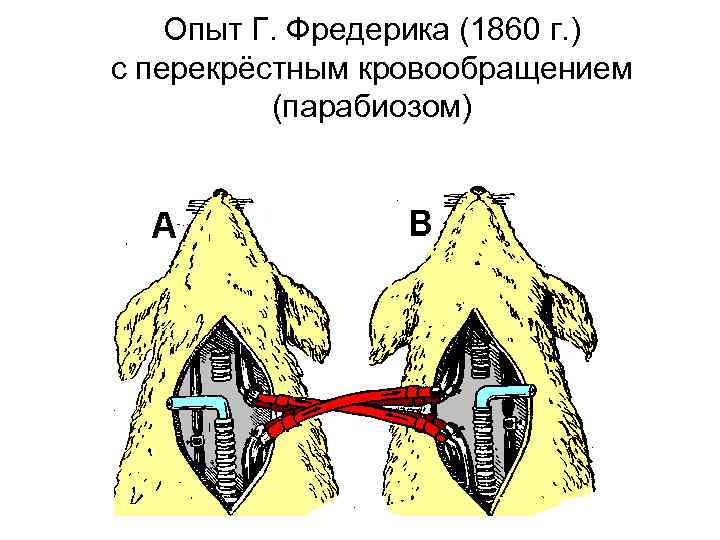 Опыт Г. Фредерика (1860 г. ) с перекрёстным кровообращением (парабиозом) 
