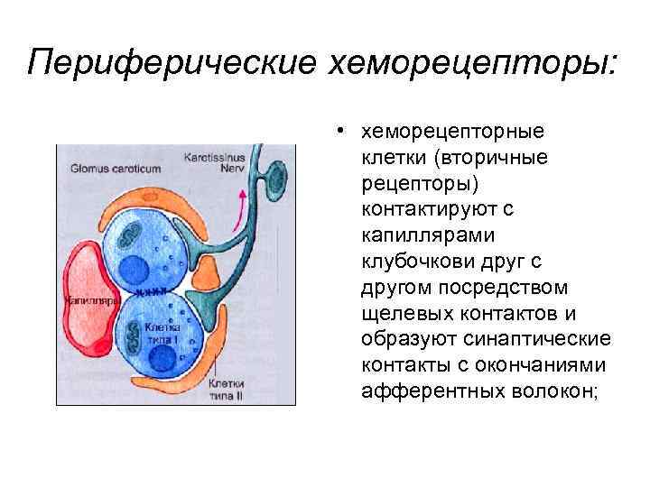 Периферические хеморецепторы: • хеморецепторные клетки (вторичные рецепторы) контактируют с капиллярами клубочкови друг с другом