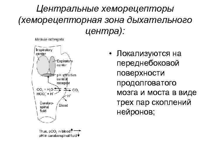 Центральные хеморецепторы (хеморецепторная зона дыхательного центра): • Локализуются на переднебоковой поверхности продолговатого мозга и