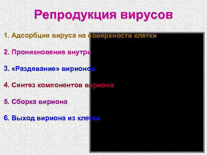 Репродукция вирусов 1. Адсорбция вируса на поверхности клетки 2. Проникновение внутрь 3. «Раздевание» вирионов