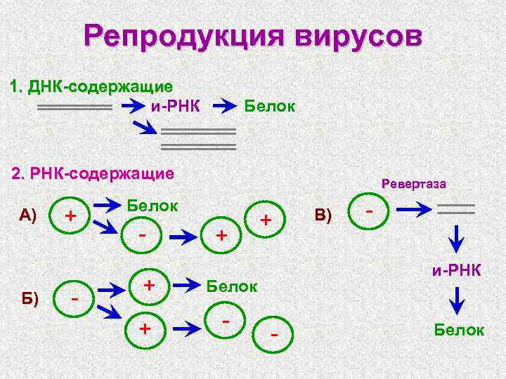 Минус рнк вирусы. Особенности репродукции ДНК содержащих вирусов. Репродукция однонитевых ДНК вирусов. Репродукция двунитевых РНК вирусов. Основные этапы репродукции вирусов.