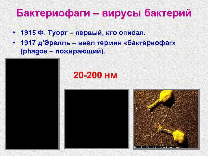 Бактериофаги – вирусы бактерий • 1915 Ф. Туорт – первый, кто описал. • 1917