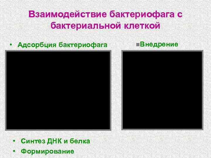 Взаимодействие бактериофага с бактериальной клеткой • Адсорбция бактериофага • Синтез ДНК и белка •