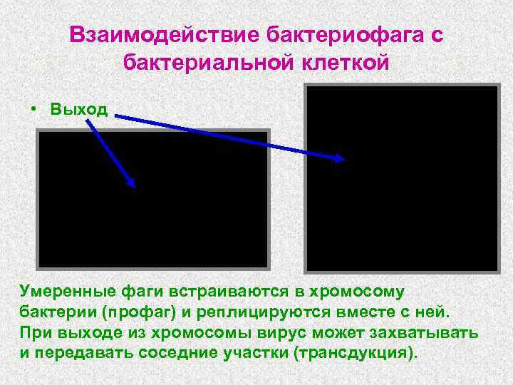 Взаимодействие бактериофага с бактериальной клеткой • Выход Умеренные фаги встраиваются в хромосому бактерии (профаг)