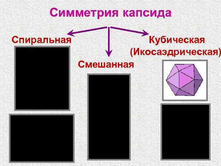 Симметрия капсида Спиральная Кубическая (Икосаэдрическая) Смешанная 