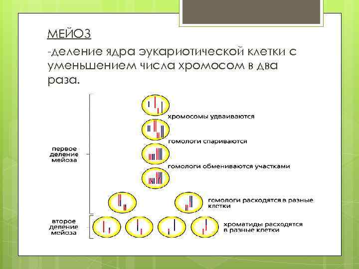 Редукционное деление мейоза это