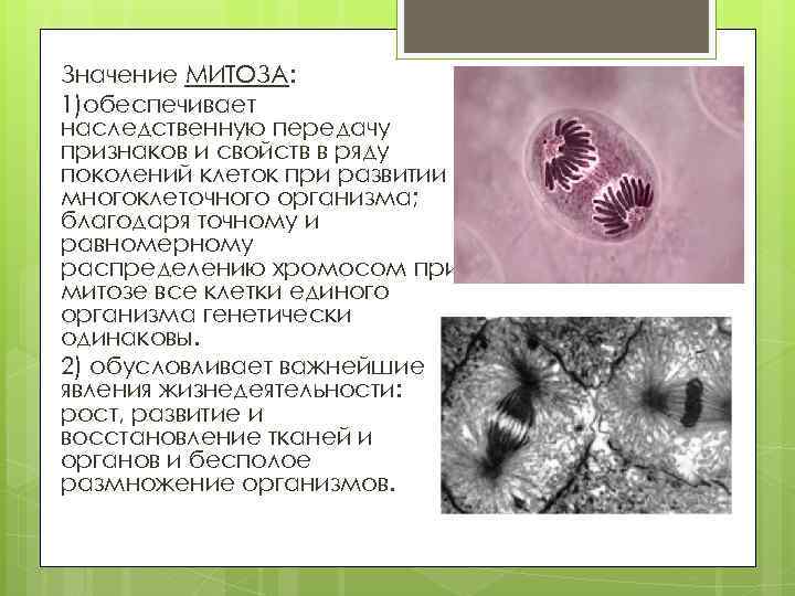 Значение МИТОЗА: 1)обеспечивает наследственную передачу признаков и свойств в ряду поколений клеток при развитии