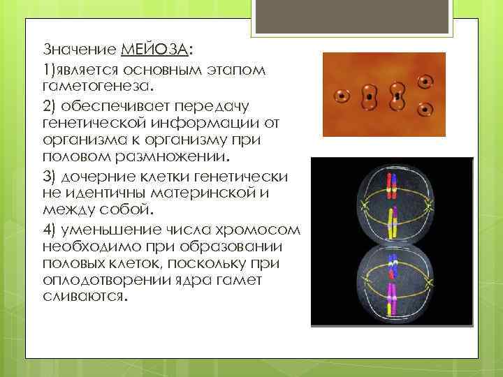 Значение МЕЙОЗА: 1)является основным этапом гаметогенеза. 2) обеспечивает передачу генетической информации от организма к