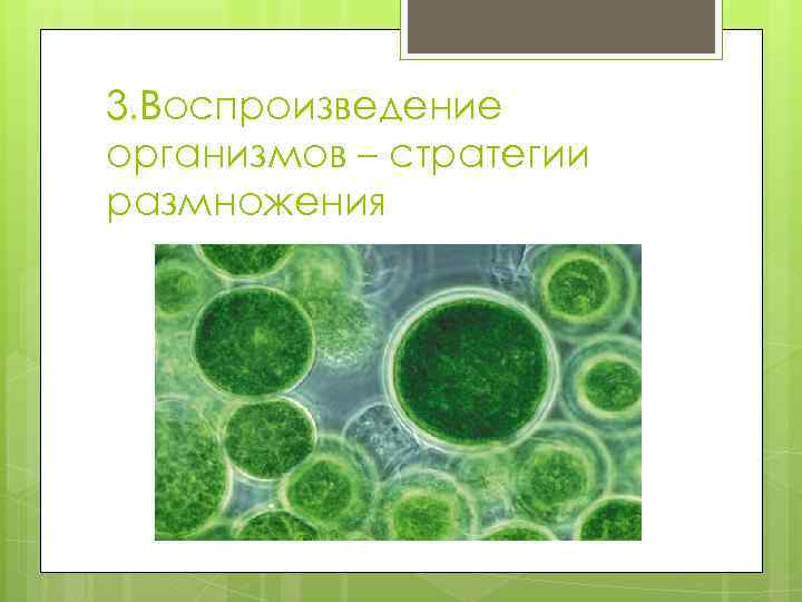 3. Воспроизведение организмов – стратегии размножения 