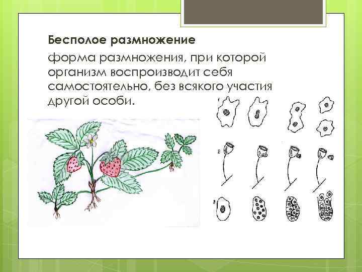 Бесполое размножение форма размножения, при которой организм воспроизводит себя самостоятельно, без всякого участия другой