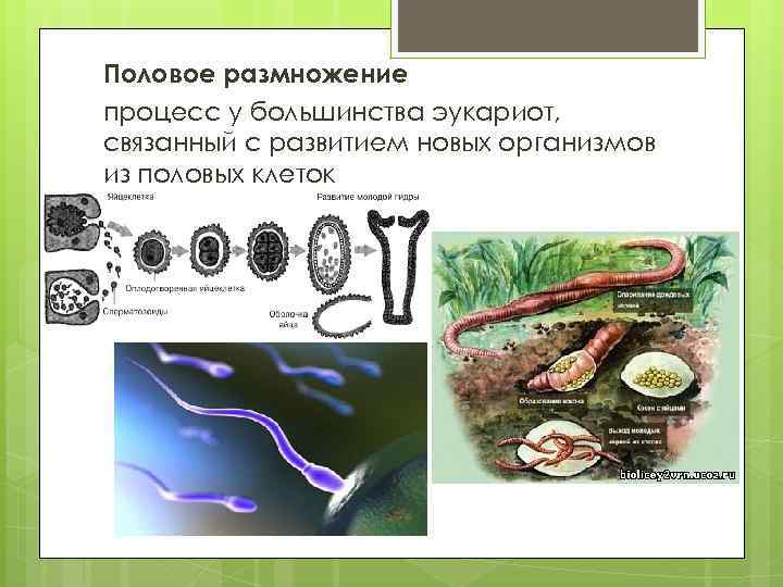 Половое размножение процесс у большинства эукариот, связанный с развитием новых организмов из половых клеток