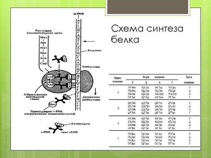 Схема синтеза белка 