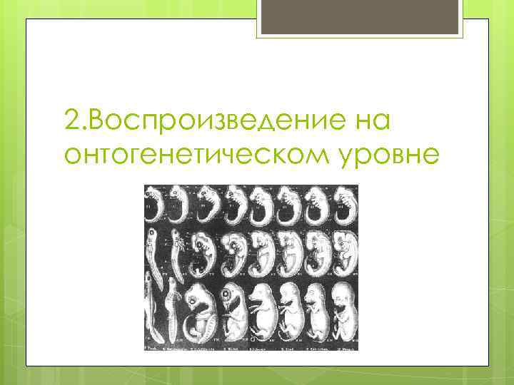 2. Воспроизведение на онтогенетическом уровне 