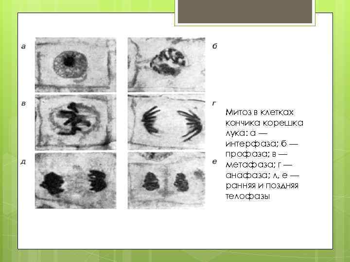 Клетках корешка