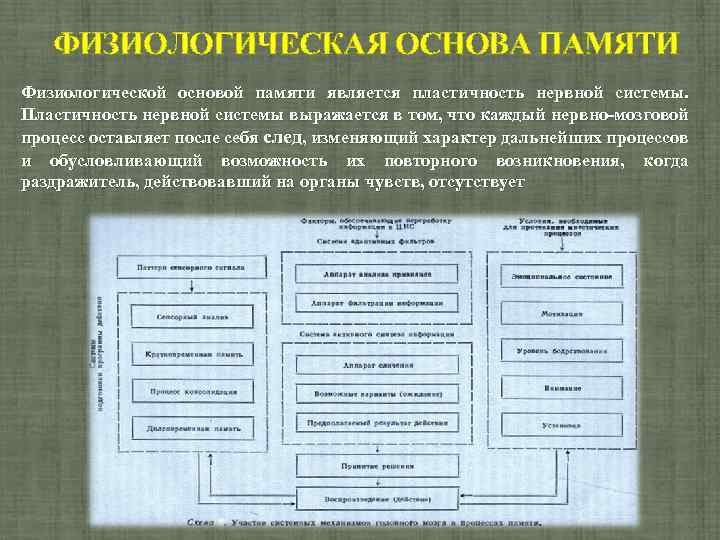 Процессом памяти не является a забывание b воспроизведение c концентрация