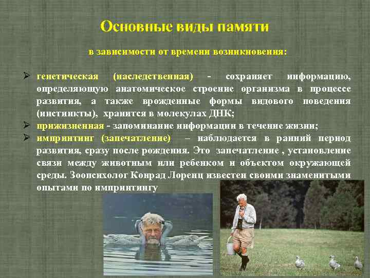 Основные виды памяти в зависимости от времени возникновения: генетическая (наследственная) сохраняет информацию, определяющую анатомическое