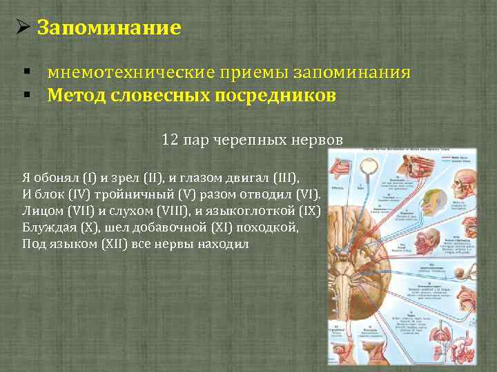  Запоминание § мнемотехнические приемы запоминания § Метод словесных посредников 12 пар черепных нервов