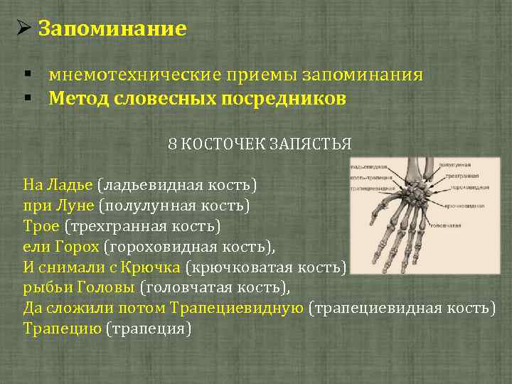  Запоминание § мнемотехнические приемы запоминания § Метод словесных посредников 8 КОСТОЧЕК ЗАПЯСТЬЯ На